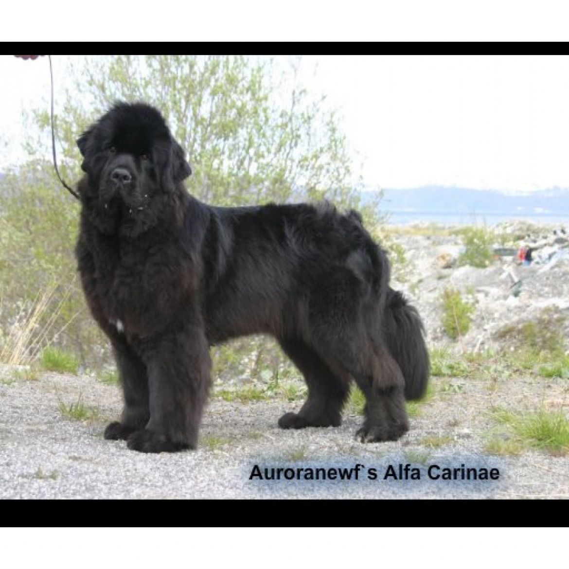 T Auroranewfs Alfa Carinae (13-08-2010)